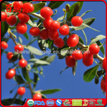 Goji berries where to buy dried goji berries where to buy goji berries where to buy winn-dixie